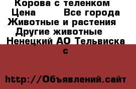 Корова с теленком › Цена ­ 69 - Все города Животные и растения » Другие животные   . Ненецкий АО,Тельвиска с.